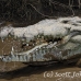 crocodile_american_tar_h_1528_cos2531.jpg
